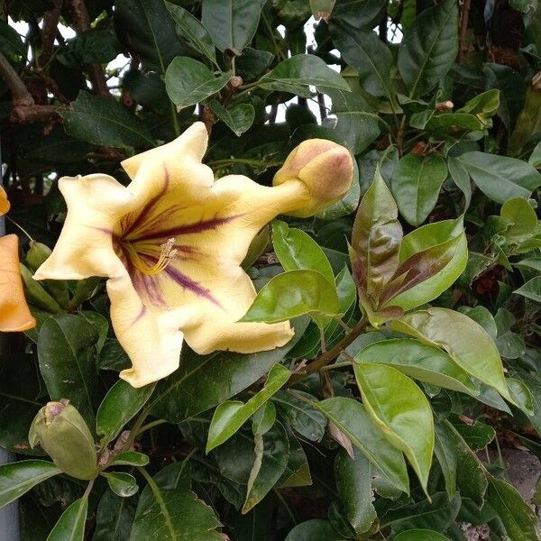 Solandra maxima Flor