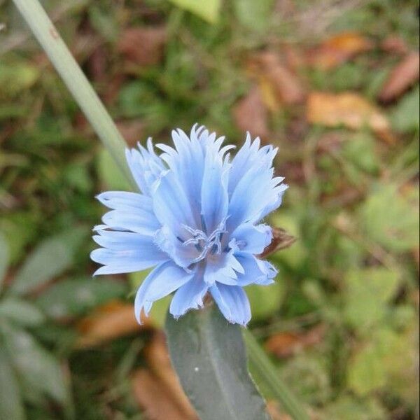 Cichorium intybus Blomma