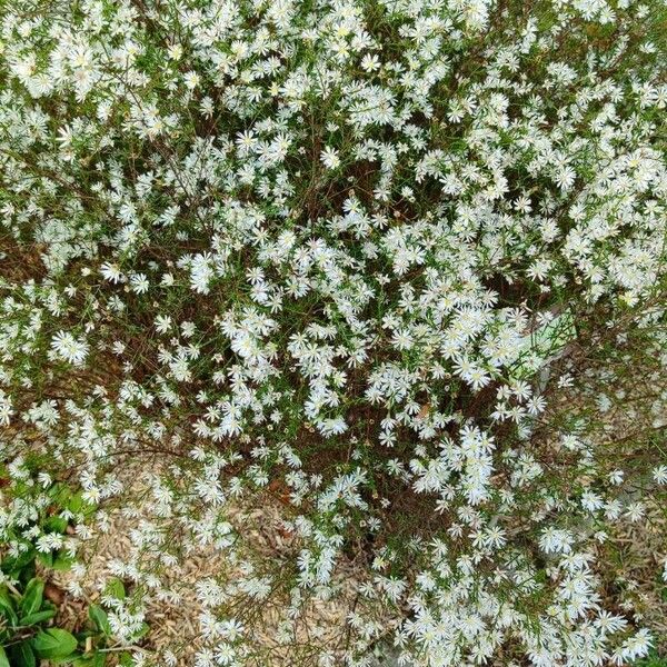 Symphyotrichum ericoides 整株植物