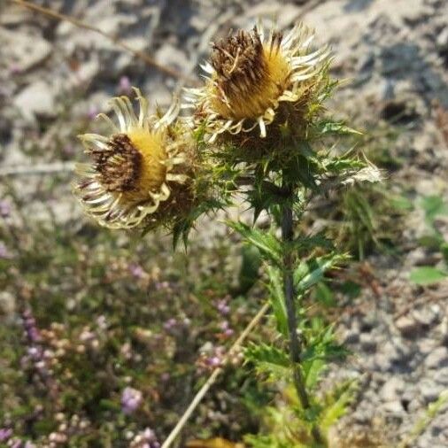 Carlina vulgaris Plod