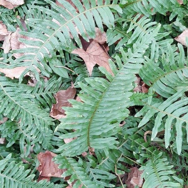 Polypodium vulgare Habit