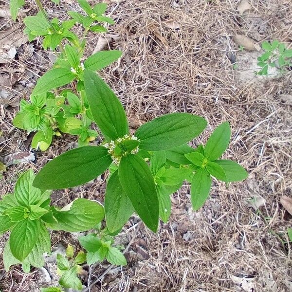 Mitracarpus hirtus Leaf