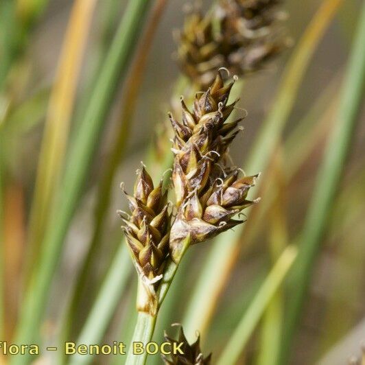 Carex lachenalii Fruct