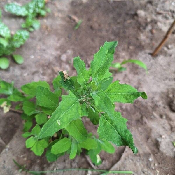 Chenopodium ficifolium পাতা