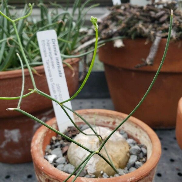 Drimia intricata Leaf