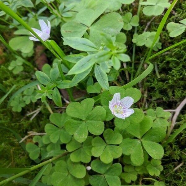 Oxalis montana Květ