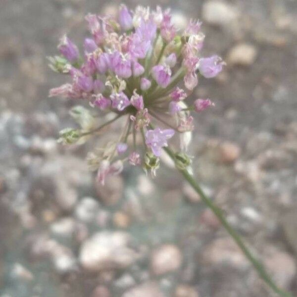 Allium senescens Blomst