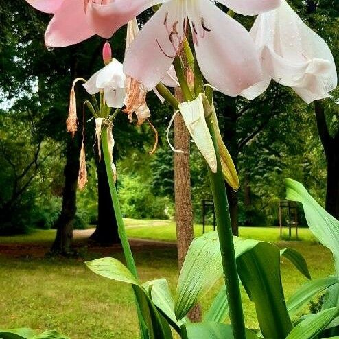 Crinum moorei Flower