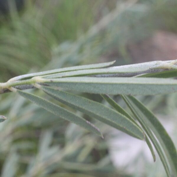 Indigofera lespedezioides Leaf