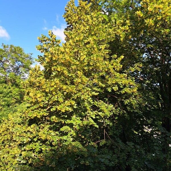 Tilia platyphyllos Habitus