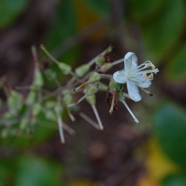 Clethra alnifolia Кветка