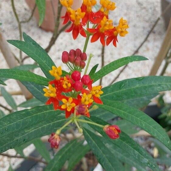 Asclepias syriaca फूल