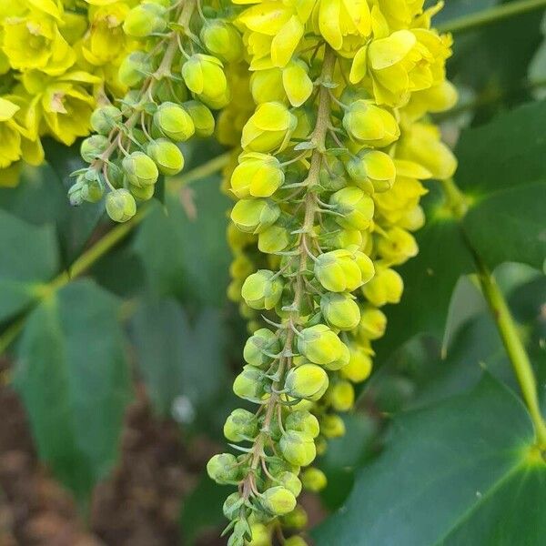 Berberis bealei Flower