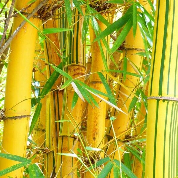 Phyllostachys aurea Folha