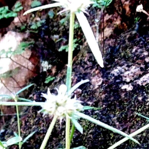 Monechma ciliatum 花
