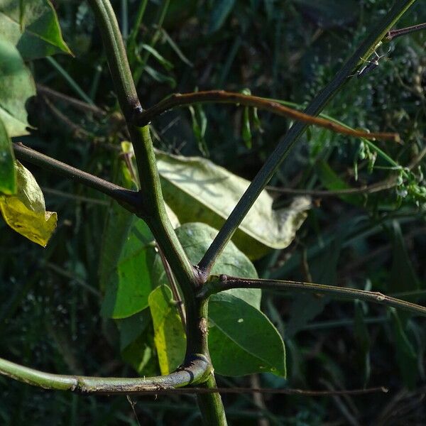 Senna occidentalis Кора