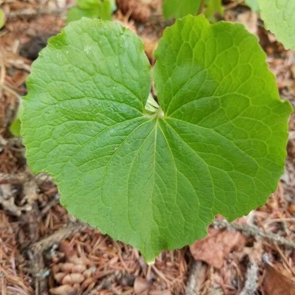 Viola canadensis Foglia