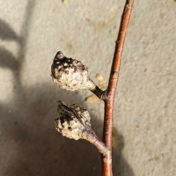 Hakea salicifolia Fruit