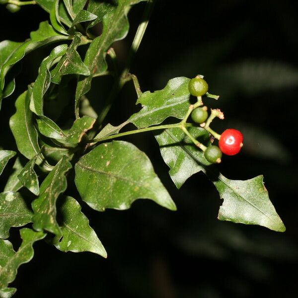 Psychotria biaristata Fruit