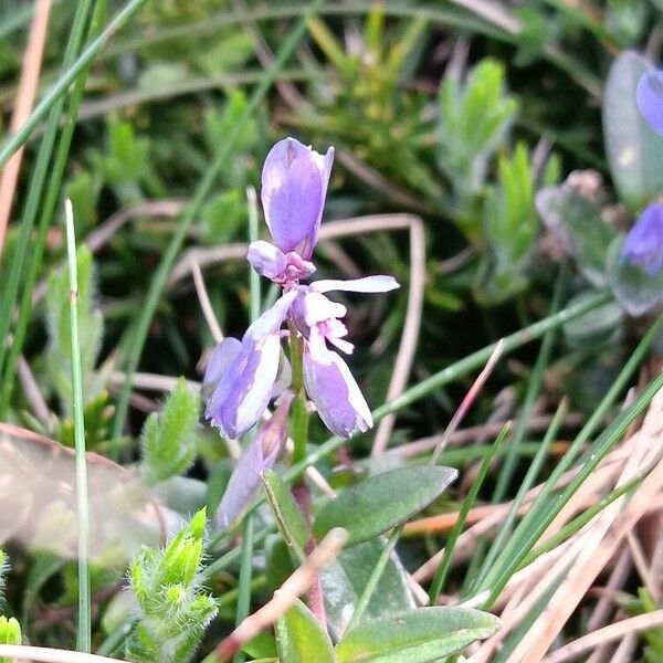 Polygala serpyllifolia Lorea