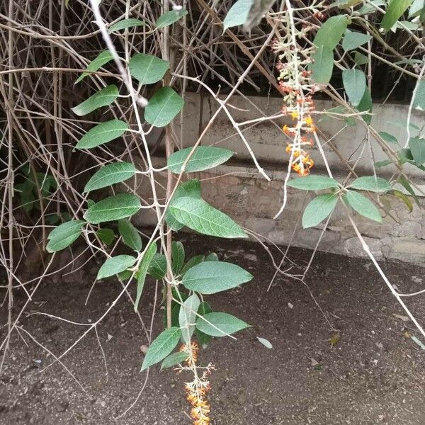 Buddleja madagascariensis Leaf