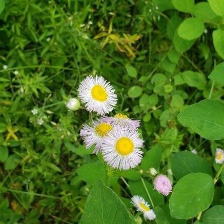 Erigeron glabellus Cvet