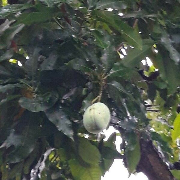 Mangifera indica Φρούτο