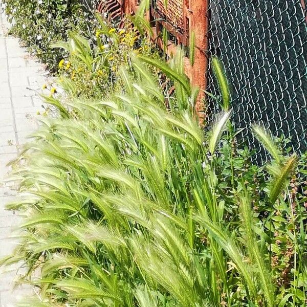 Hordeum murinum Habit