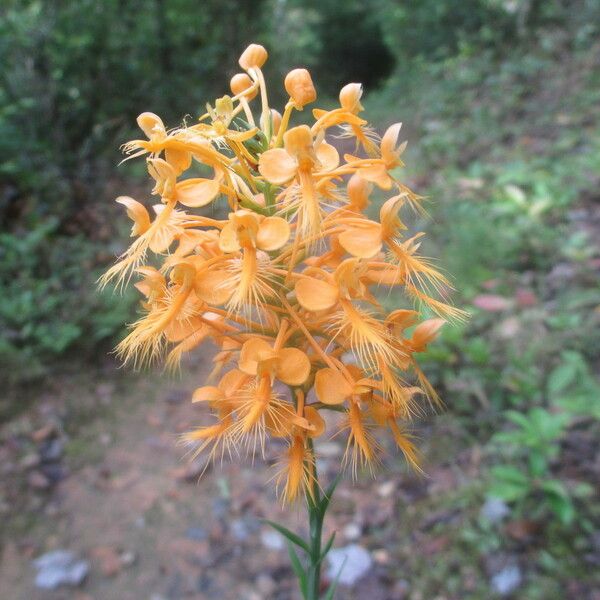 Platanthera ciliaris Flower