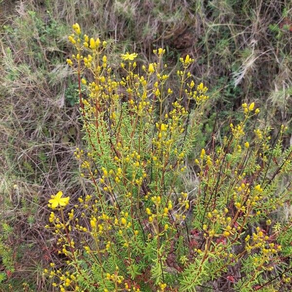 Hypericum empetrifolium Flower