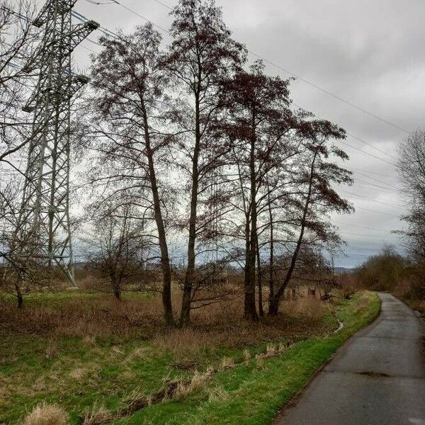 Alnus glutinosa عادت داشتن