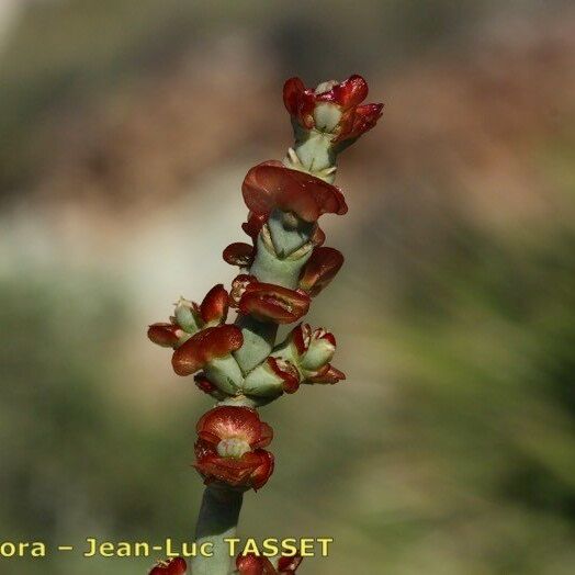 Anabasis articulata Otro