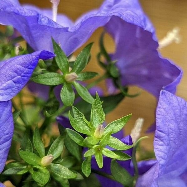 Campanula carpatica Прочее