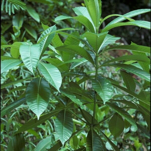 Alstonia macrophylla Rinde