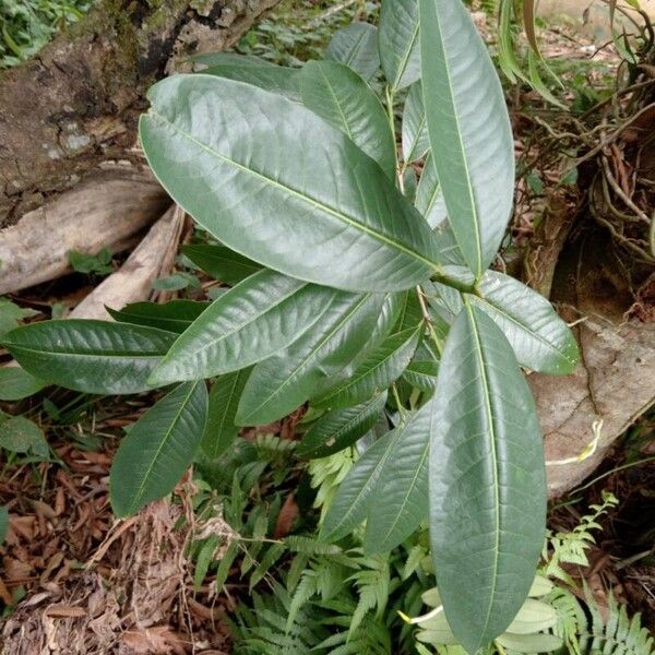 Erythroxylum macrophyllum Φύλλο