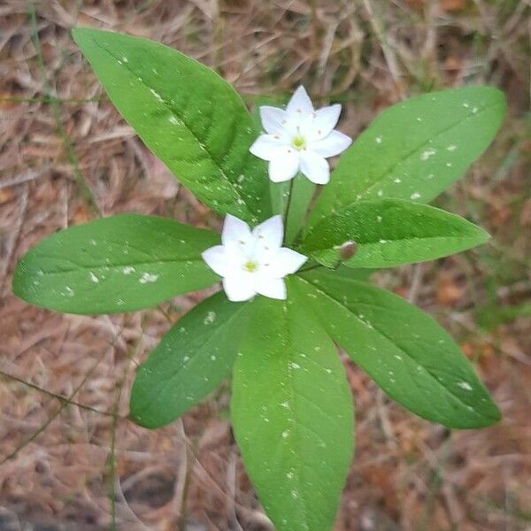 Lysimachia europaea Blodyn