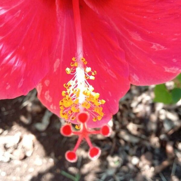 Hibiscus rosa-sinensis 花