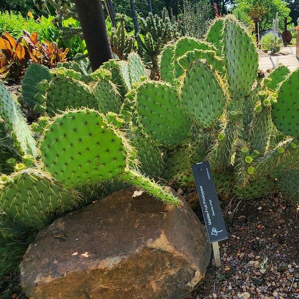 Opuntia strigil Celota