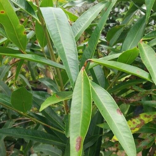 Annona reticulata 葉