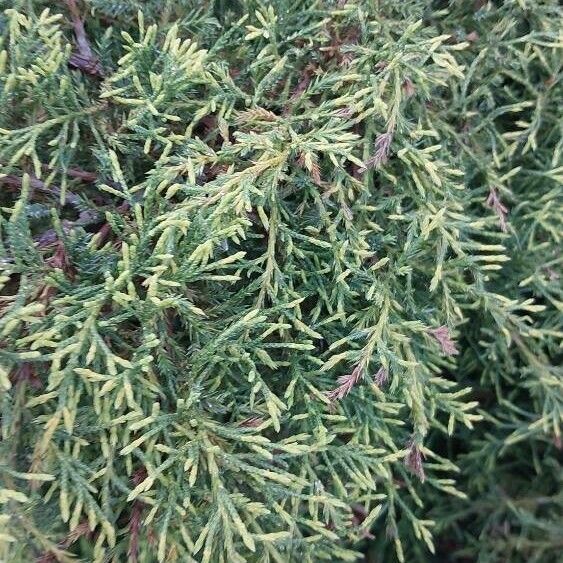 Juniperus horizontalis 叶