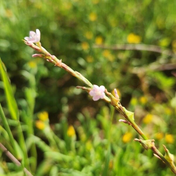 Oxygonum sinuatum Flower