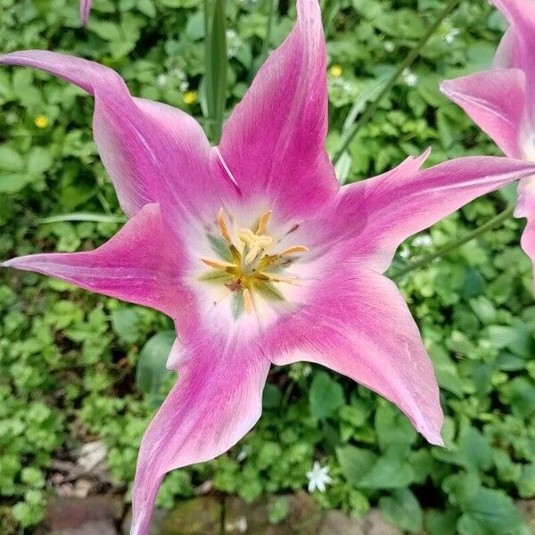 Tulipa didieri Flor