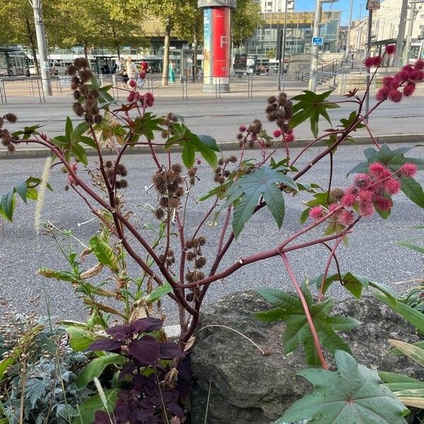 Ricinus communis Folha