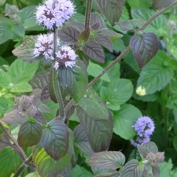 Mentha aquatica Leaf