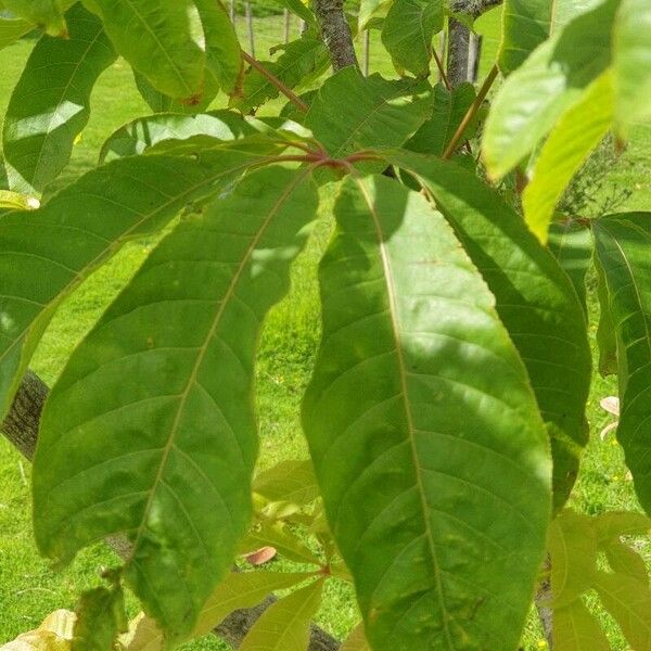 Aesculus indica Fulla