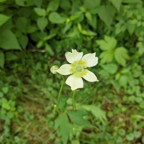 Anemone virginiana Fiore