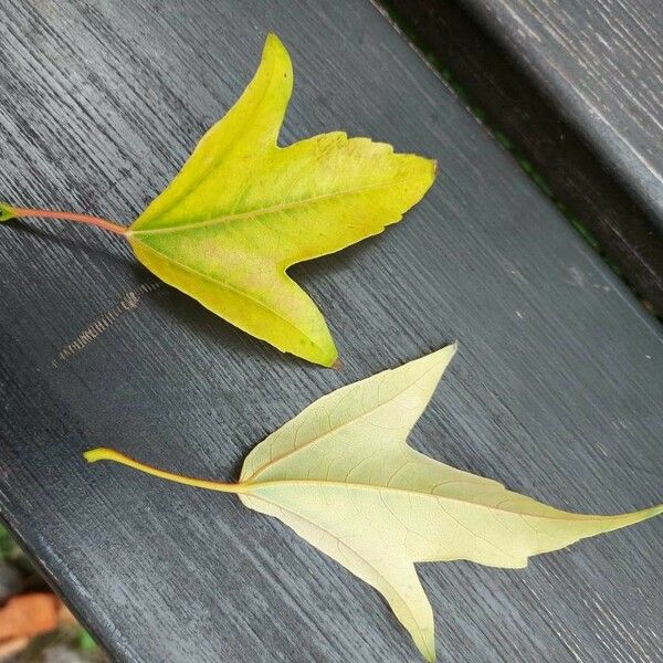 Acer buergerianum Yaprak