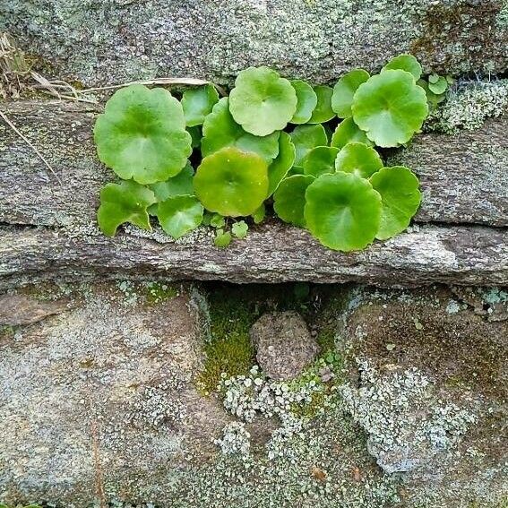 Umbilicus rupestris 葉