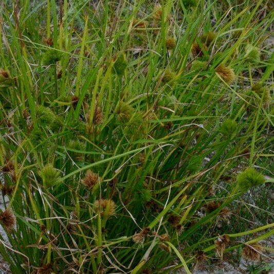 Carex bohemica Habit