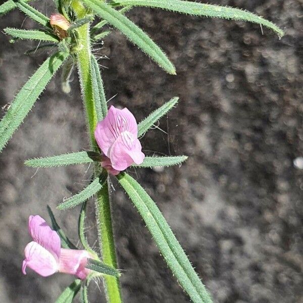 Misopates orontium Çiçek